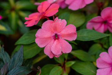 Colourful field of Busy Lizzie, scientific name Impatiens walleriana flowers