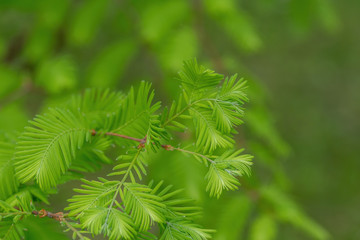 Branch of the Metasequoia glyptostroboides, also known as dawn redwood