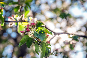 Blooming Apple tree. Spring flowers. Artistically blurred background. Natural background. Beautiful...