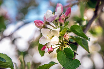 Blooming Apple tree. Spring flowers. Artistically blurred background. Natural background. Beautiful...