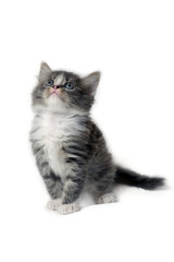 Cute little fluffy gray kitten is sitting on a white background, looking up. Portrait of a grey kitten Isolated on a white background