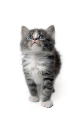 Cute little fluffy gray kitten is standing on a white background, looking up. Portrait of a grey kitten Isolated on a white background