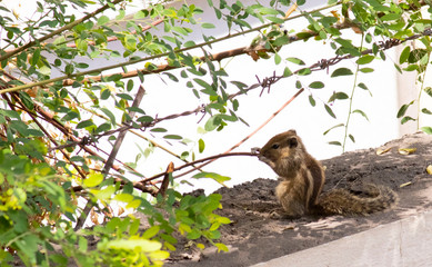 Baby squirrel holding twig and chewing 