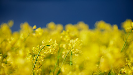 Obraz premium Yellow rape field with blue sky