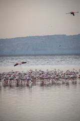 Pink big birds Greater Flamingos, Phoenicopterus ruber, in the water, izmir, Turkey. Flamingos cleaning feathers. Wildlife animal scene from nature.