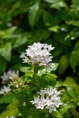 Egyptian star cluster flowers Latin name Pentas lanceolate