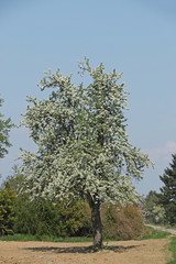 Baumblüte