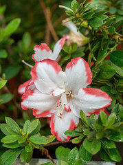 Pink rhododendron flower close up, rhododendrons evergreen shrubs