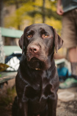 portrait of a young brown labrador retriever