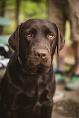 Fototapeta na wymiar portrait of a young brown labrador retriever