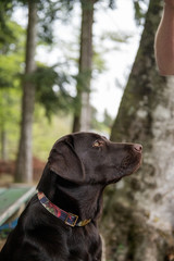 portrait of a young brown labrador retriever