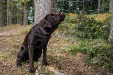 brown labrador retriever playing with soap bubbles