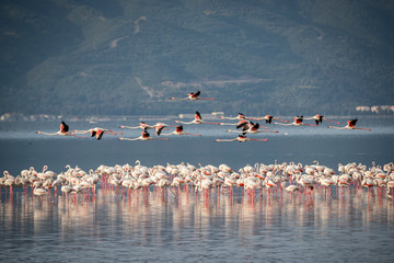 Fototapeta na wymiar Pink big birds Greater Flamingos, Phoenicopterus ruber, in the water, izmir, Turkey. Flamingos cleaning feathers. Wildlife animal scene from nature.