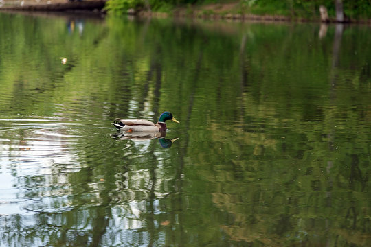 A male duck swims in a pond in the Park. Duck on the lake. The surface of the water. Calm water of the lake.
