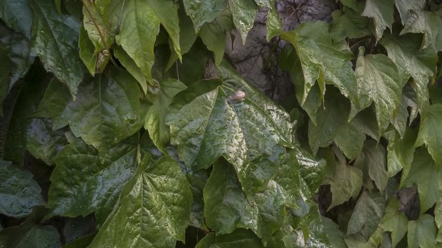 
Two snails crawl on leaves after rain.