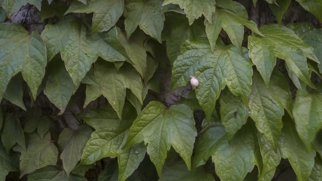 
A snail crawls on ivy leaves.