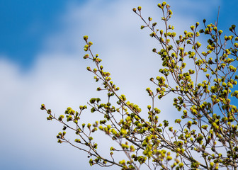Bush with young leaves.