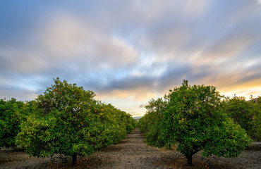 Orchard Sunset