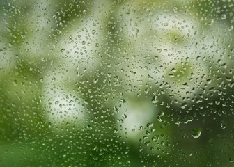 Blooming big bush through wet window.