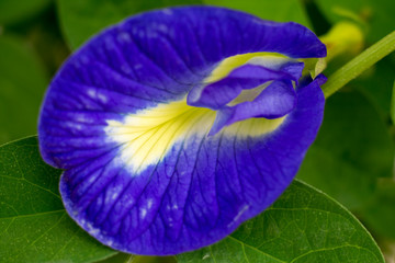 Blue Clitoria ternatea Aparajita Flower Closeup