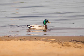 wild ducks swim and bathe in the river