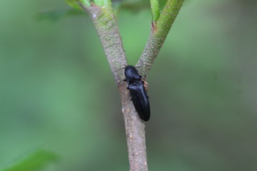 schwarzer unbestimmter käfer