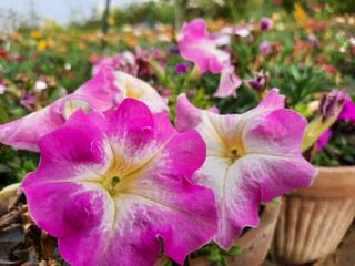 Naklejka premium colorful blooming Petunia flowers, close-up on colored petunias