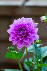 Obraz premium A beautiful blooming fresh dahlia