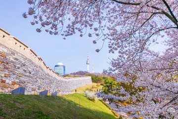seoul tower in seoul city in spring with cherry blossom tree and old wall, south korea.