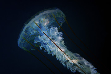 The jellyfish Chrysaora pacifica from Sea of Japan, North Primorye, Russia.