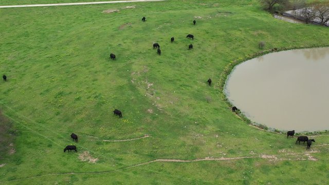 Cattle Grazing on Grass in a Pasture, Bryan, Texas, USA