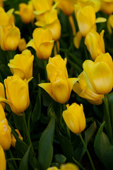Obraz premium Yellow tulip in the field. A large bud of a yellow flower. Spring background. Tulips in the garden. Seasonal flowering of spring flowers. Close up.