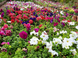 colorful blooming Petunia flowers, close-up on colored petunias