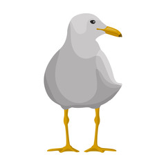 Bird gull vector icon.Cartoon vector icon isolated on white background bird gull.