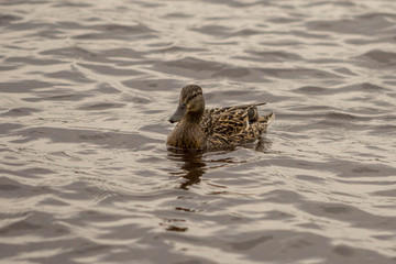 wild ducks swim and bathe in the river