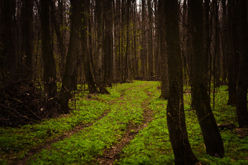 footpath in the forest