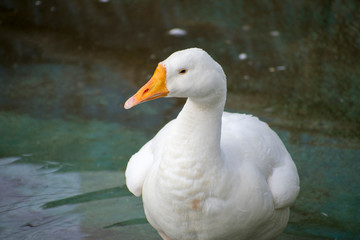 Duck In search of food in water