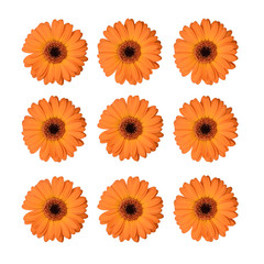 Set of orange gerbera flowers isolated on white background.