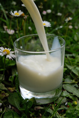 Remplir un verre de lait posé dans l'herbe