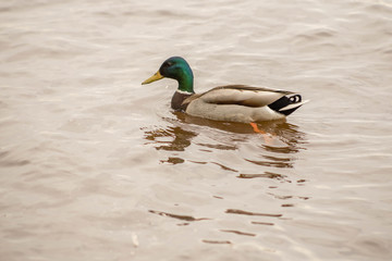 wild ducks swim and bathe in the river