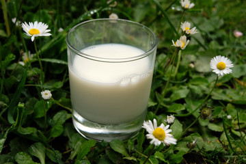 Verre de lait bio posé dans l'herbe