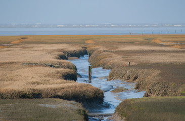 Priele und Feuchtfläche der Nordseeinsel Sylt