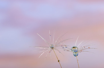 Nature in detail, dandelion flower seed close up with dewdrops with a cloudy sky as background with copy space