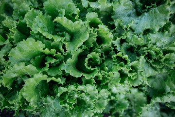 Young fresh lettuce leaves. Green oak lettuce in the agriculture farm. Vegetable farming. Lettuce Lactuca sativa. Macro shot of leaves of green lettuce.