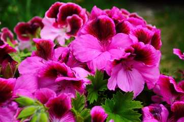 blooming of beautiful geranium varios colors