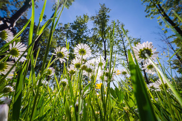 Unique & beautiful summer view in ground-level look up through the grass and wildflowers