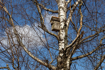 Obraz premium Birdhouse among the branches of a high birch against the blue sky. Spring care, people helping birds.