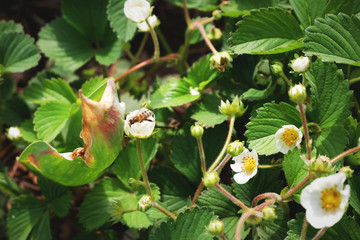 Flowering Strawberries in the Garden with Bee