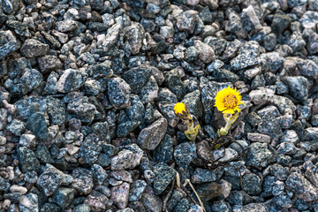 Coltsfoot the first spring flowers bloomed among the gray stones gravel