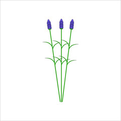 lavender plant branches with flowers. illustration for web and mobile design.